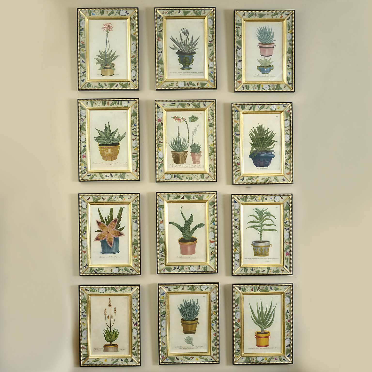 Rare Set of 12 Hand Coloured Engravings of Aloes in Pots by Johann Wilhelm Weinmann