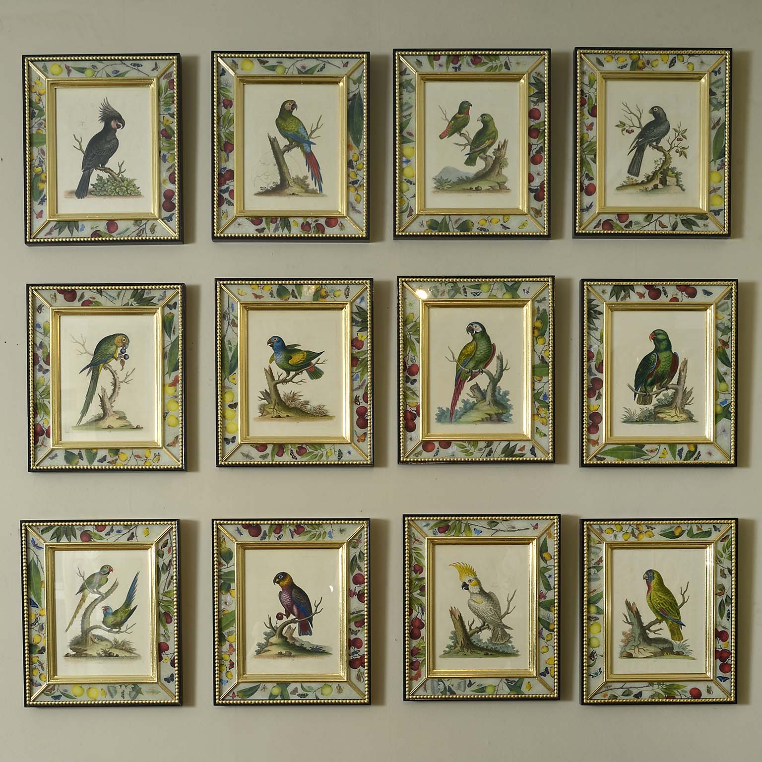 Twelve 18th Century Engravings of Parrots with Original Hand Colouring by George Edwards