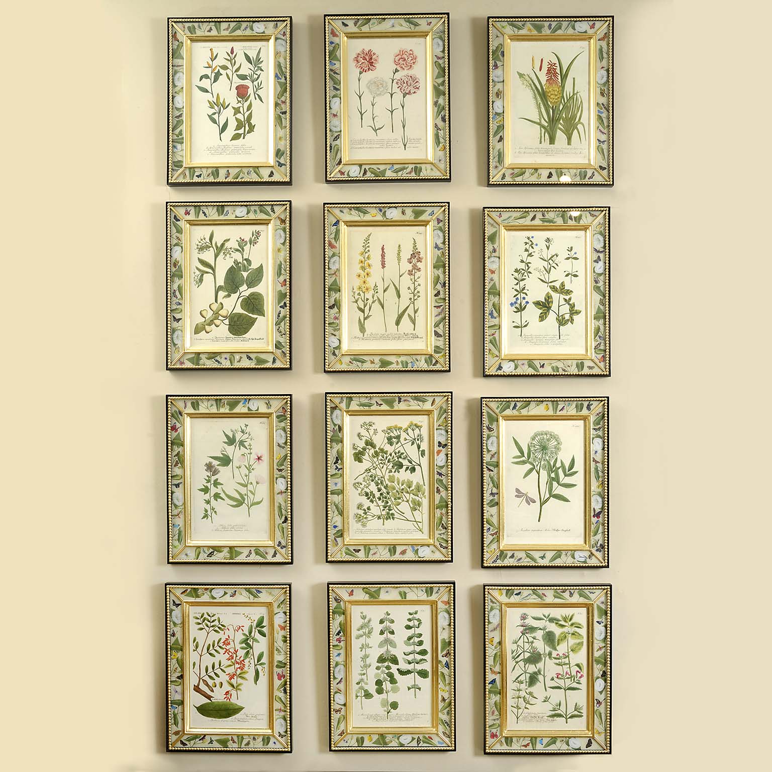 Set of 12 Hand Coloured Botanical Engravings by Johann Wilhelm Weinmann